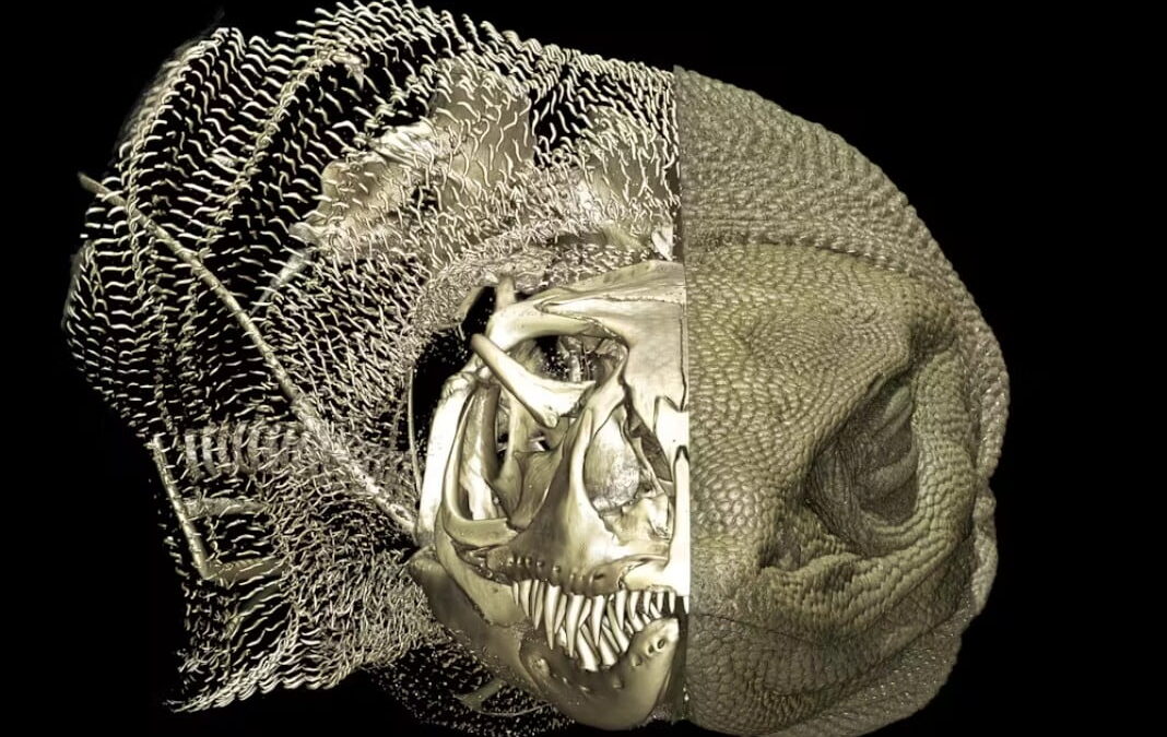 Micro-CT-based, computer-generated 3D model of Rosenberg’s goanna (Varanus rosenbergi), with the left half showing bone plates and endoskeleton.