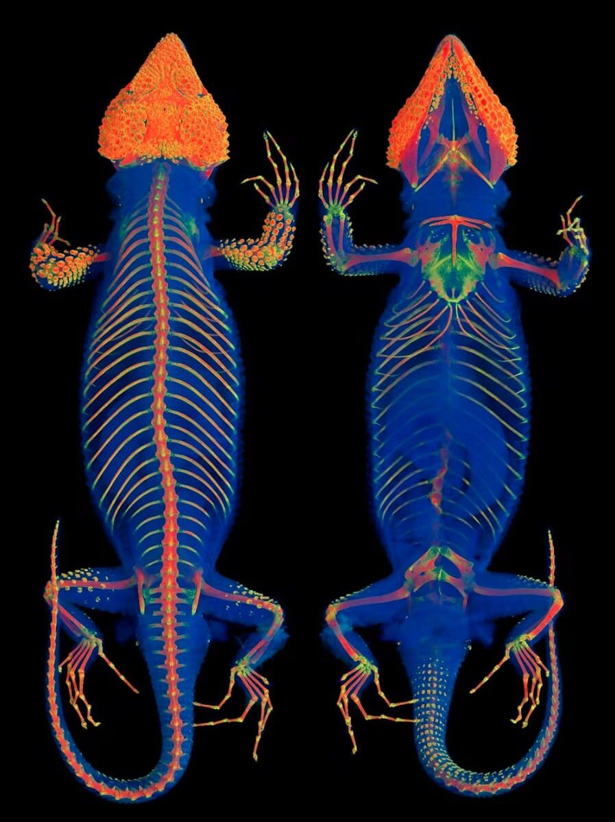 Radiodensity heatmapping shows newly discovered osteoderms (yellow to red) in the limbs and tail of the Mexican knob scaled lizard (Xenosaurus platyceps).
