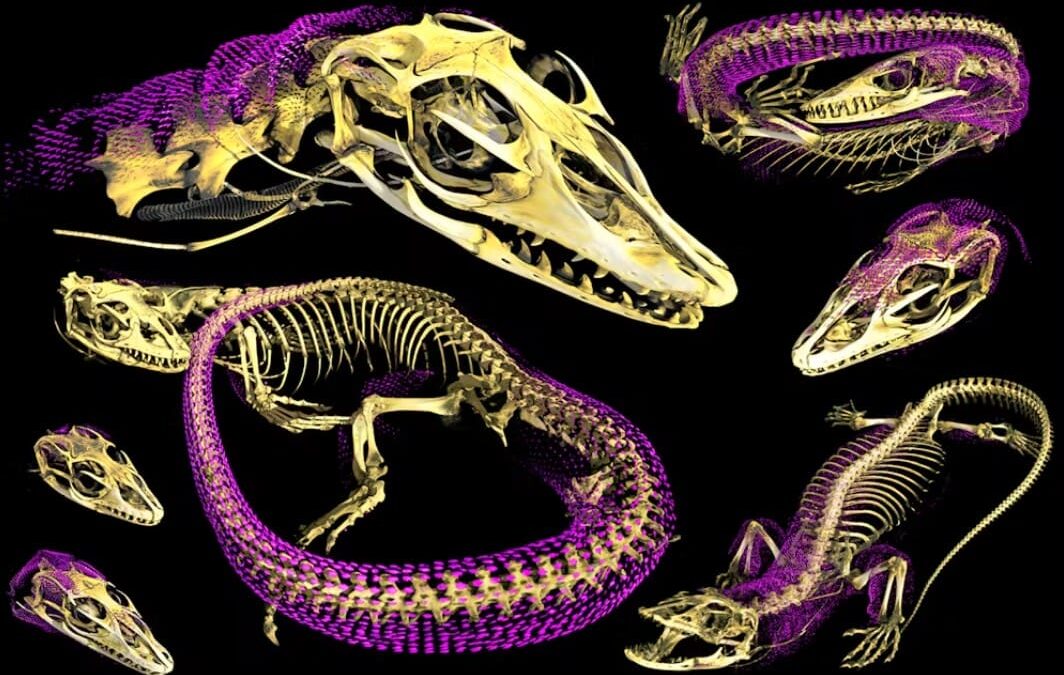 Examples of newly discovered osteoderms (magenta) in Australo-Papuan monitor lizards.