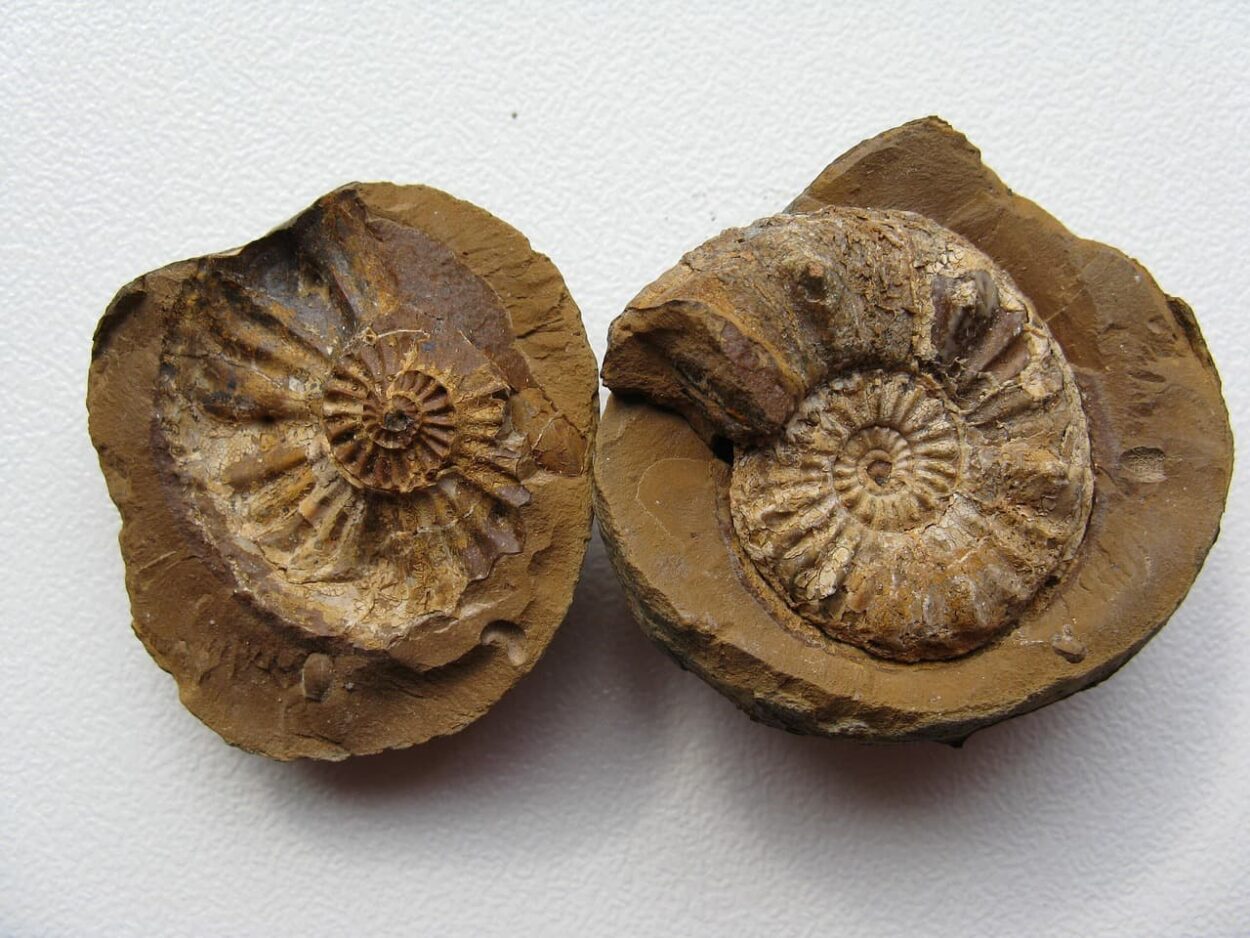 Ammonite fossils.