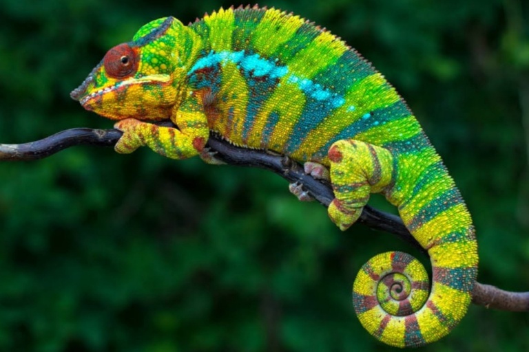 chameleon