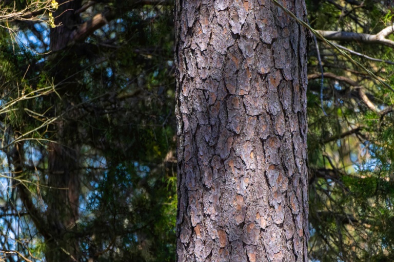 Not all tree bark is edible, and knowing the right species is critical for survival.