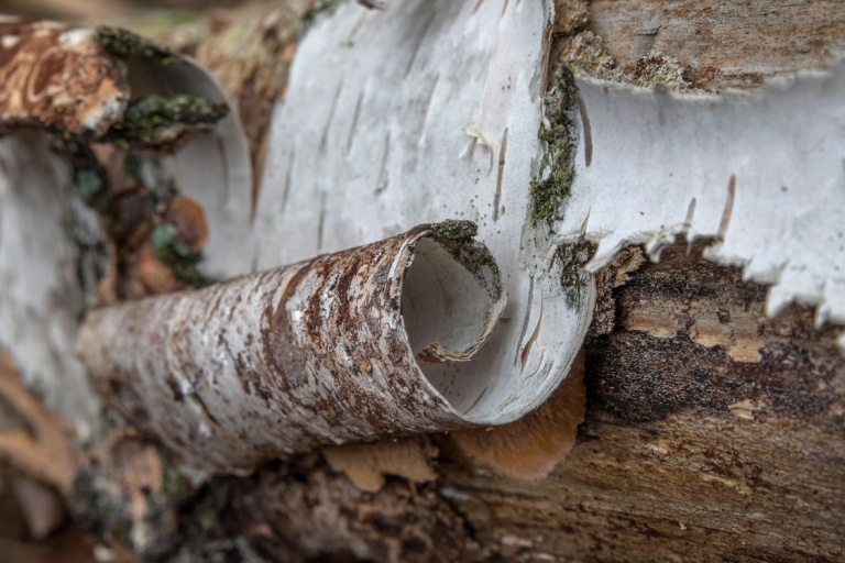 Throughout history, numerous accounts have been recorded of people surviving on tree bark during times of desperation.