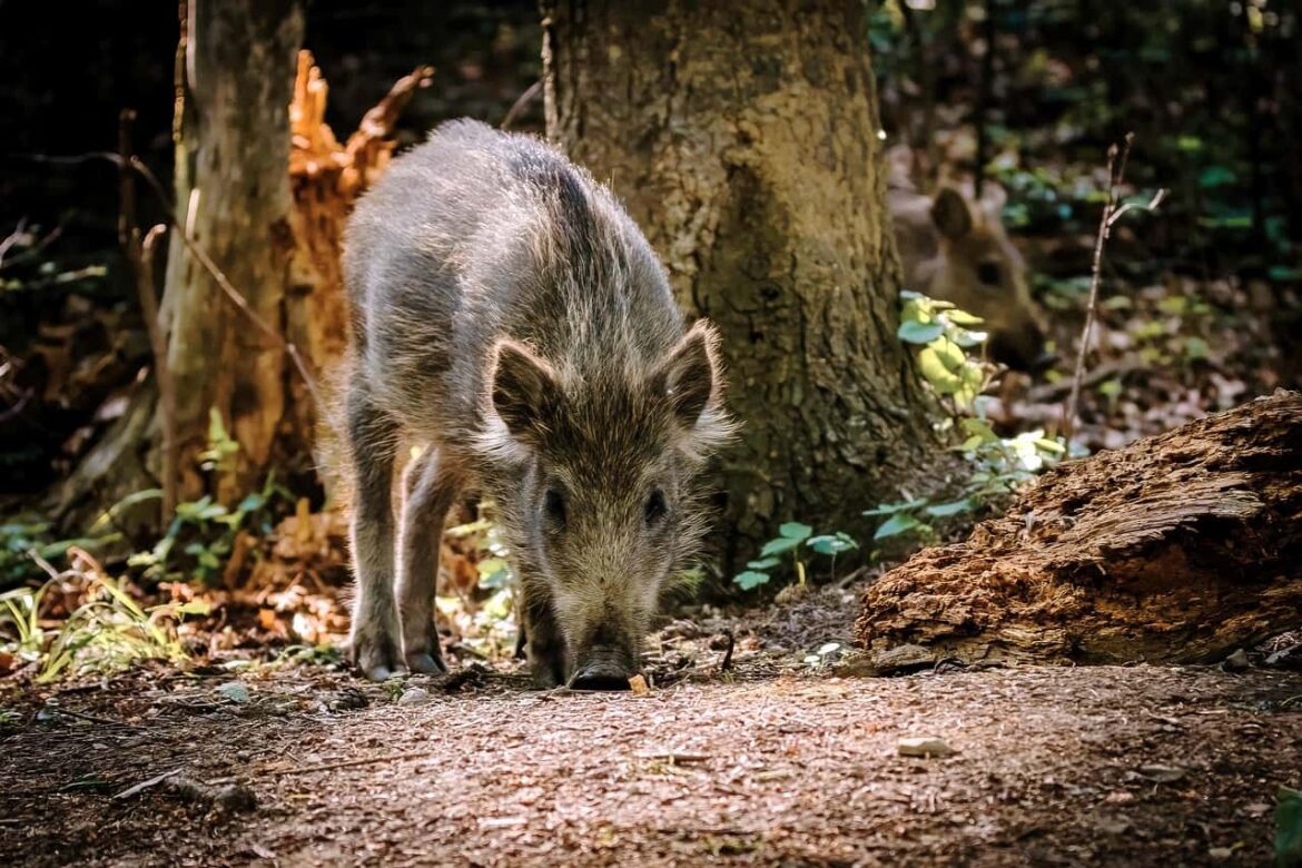 A wild boar.