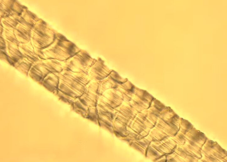 Wool fibre under a microscope with the cuticles visible as overlapping scales.