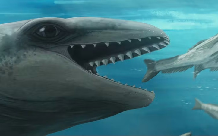An ancient mammalodontid whale.