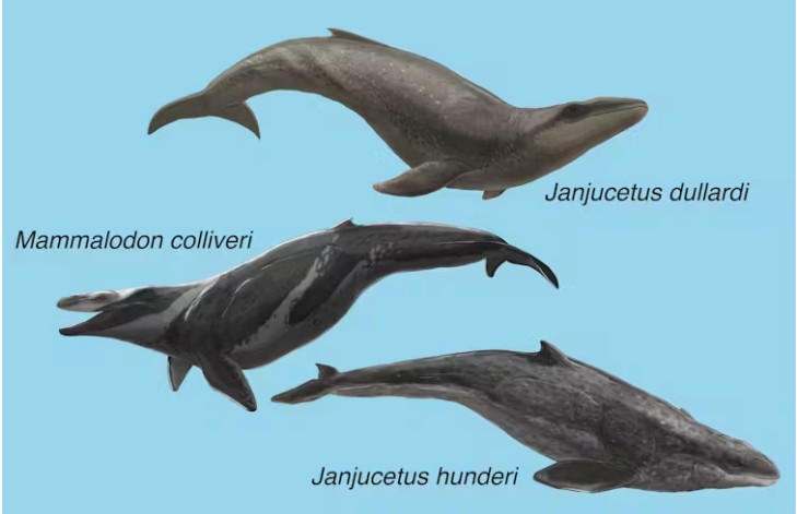 Mammalodontid whales of Jan Juc, Victoria.