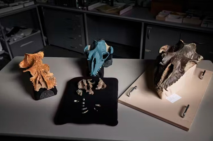 Fossil skulls of mammalodontid whales from left to right: Mammalodon colliveri, Janjucetus dullardi, Janjucetus hunderi.