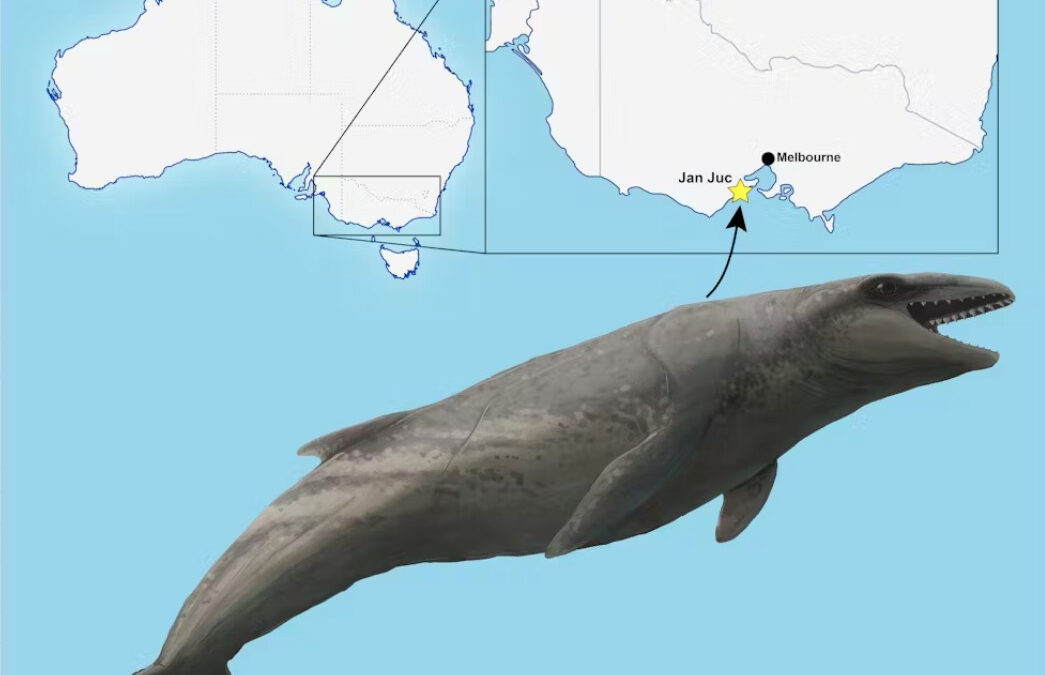 The fossil skull of Janjucetus dullardi was found along the coast of Jan Juc in the southeast of Australia.