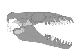 Artist’s reconstruction of the complete skull of Janjucetus dullardi.