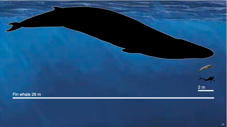 The newly described fossil whale Janjucetus dullardi (2 metres long) next to a modern fin whale (26 metres) and a human diver (2 metres). 
