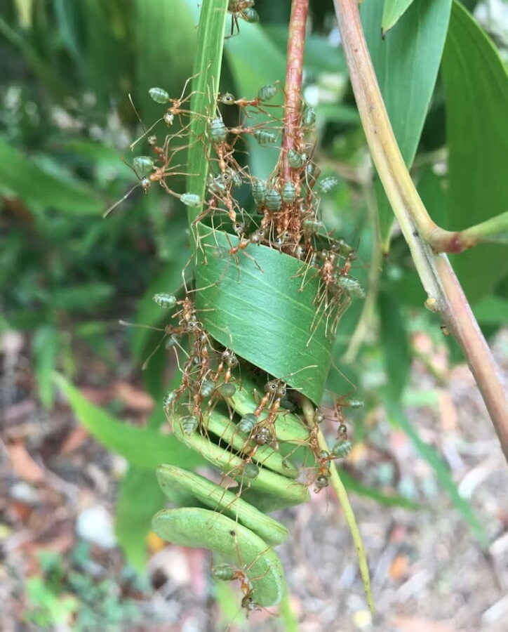 Weaver ants build a treetop leaf nest.