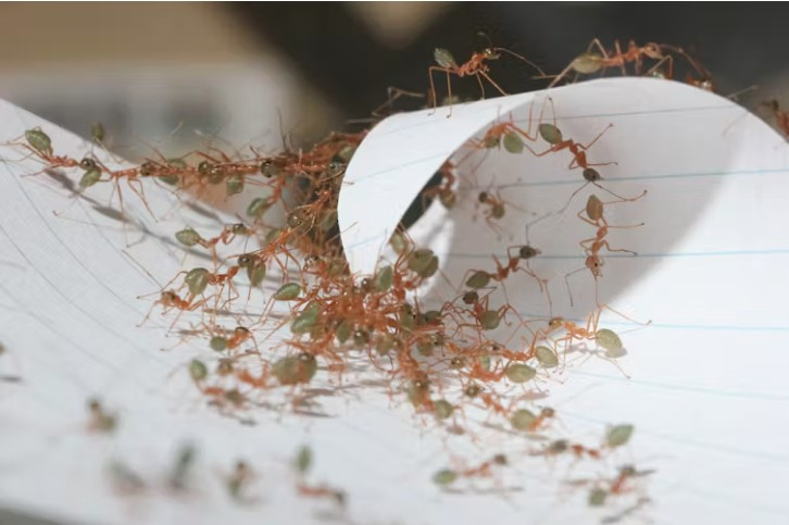 Weaver ants formed chains to pull the paper ‘leaf’ into a nest shape.