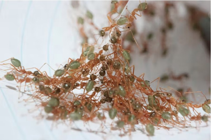 In a chain, rear ants can help the group increase contact with the ground to prevent slippage.