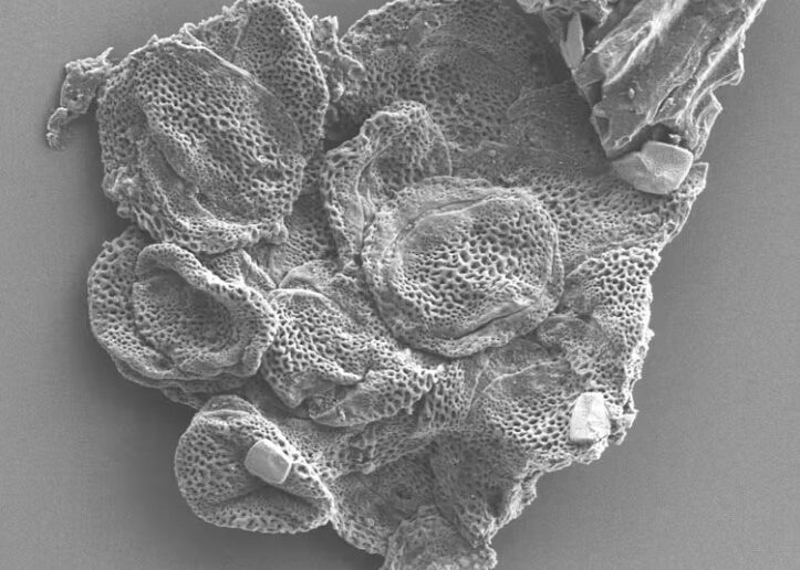 A 56-million-year-old fossil of pollen clumps collected from Wyoming and photographed on the National Museum of Natural History’s scanning electron microscope.