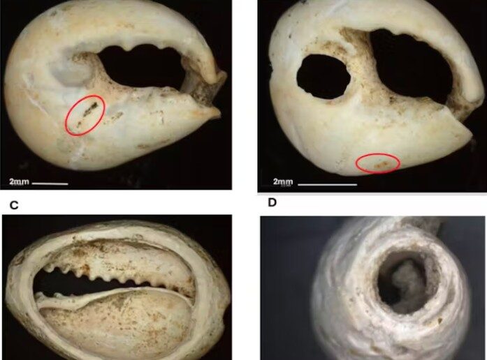 Images of modified marine shells found at Walufeni Cave. A and B are dog whelk, while C is cowrie shell, and D is olive shell.
