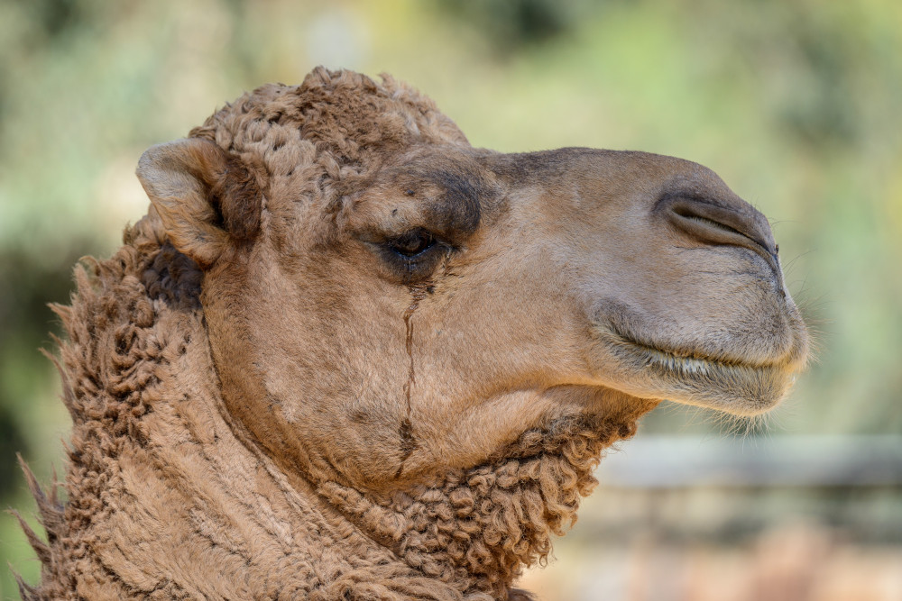 Closeup of a camel's face.