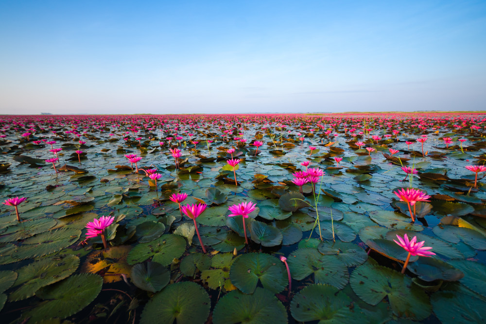 Red louts flowers filling a pond.