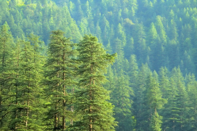 Tall pine trees in a forest.