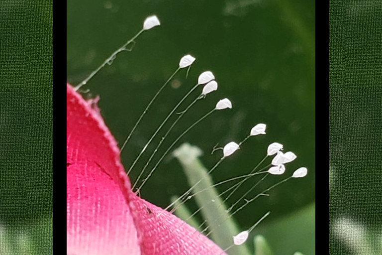 Udumbara flowers growing on an artificial flower.