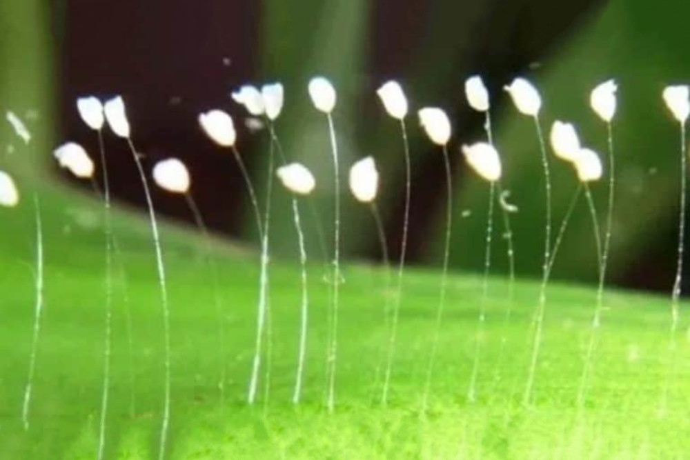 Udumbara flowers on a leaf.