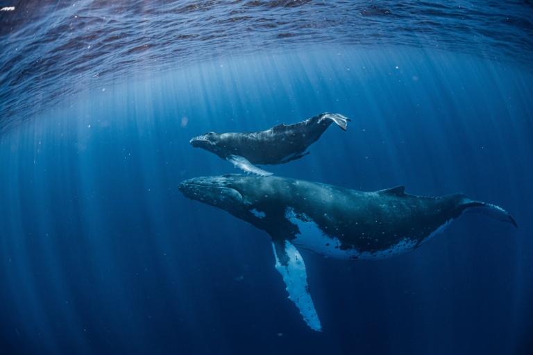 Two whales.