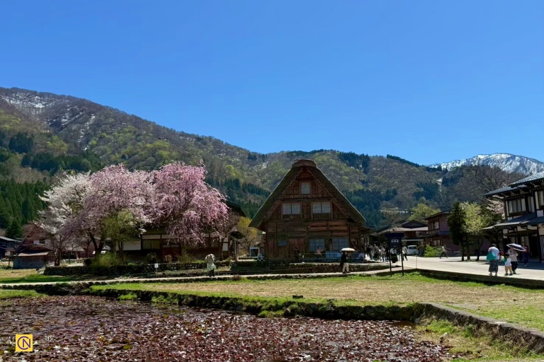 The cherry trees burst into bloom across Shirakawa-gō and Gokayama in spring.