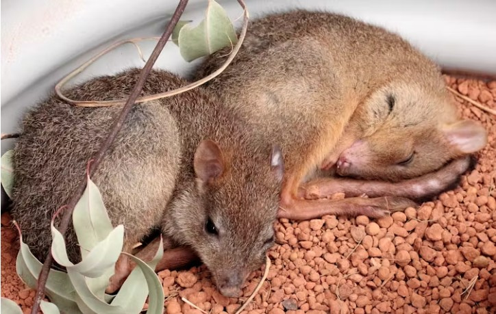 Marsupial woylie joeys sleeping.