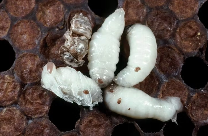 Tropi is a tiny mite that feeds on honey bee pupae and transmits lethal viruses.