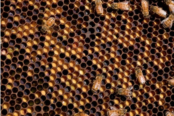 Bee colonies infested with tropi can collapse far faster than those plagued by varroa.