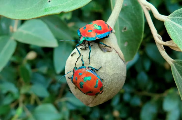 Cotton harlequin bugs (Tectochoris diophthalmus) display bright orange and red colors to advertise to their predators that they are not a pleasant meal.