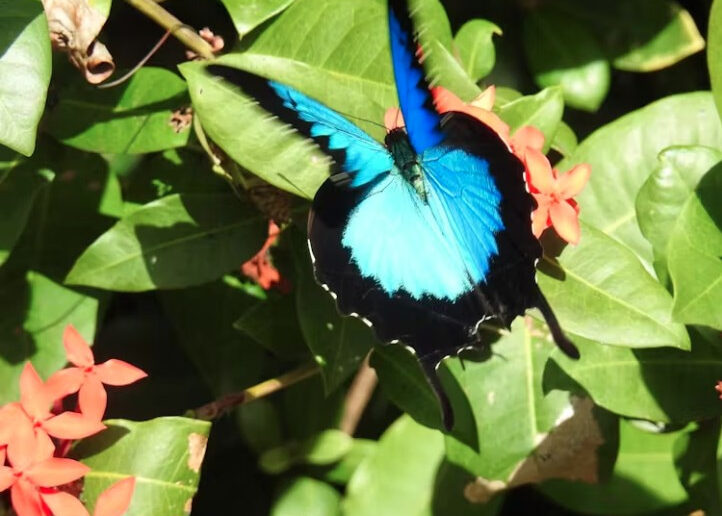 The Ulysses butterfly uses striking blue-and-black colors to deter predators.