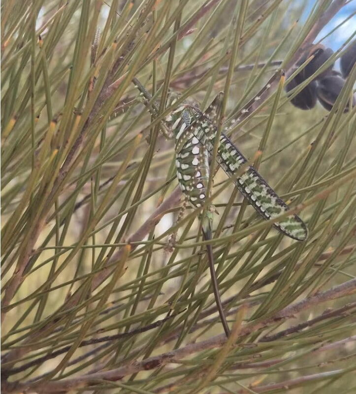 The spotted predatory katydid (Chlorobalius leucoviridis) uses camouflage to survive.