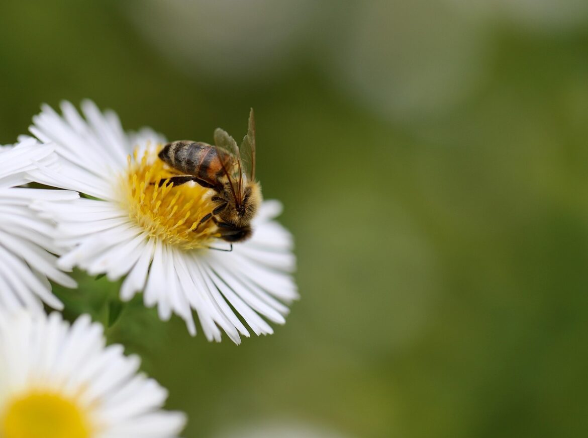 A honey bee feeding on a flower.