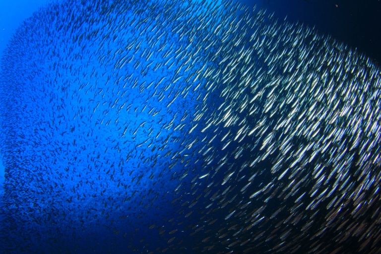 In other words, the mysterious noise mistakenly attributed to submarine propellers during the Cold War was actually a natural phenomenon caused by the unique physiology of herring and their swarming behavior.