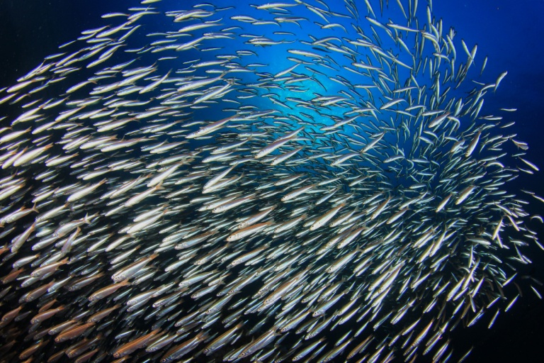 A school of herring.