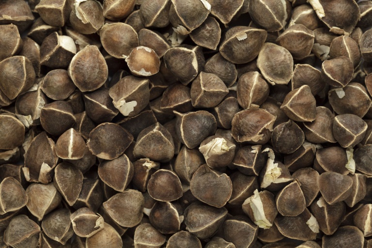 moringa-oleifera-seeds