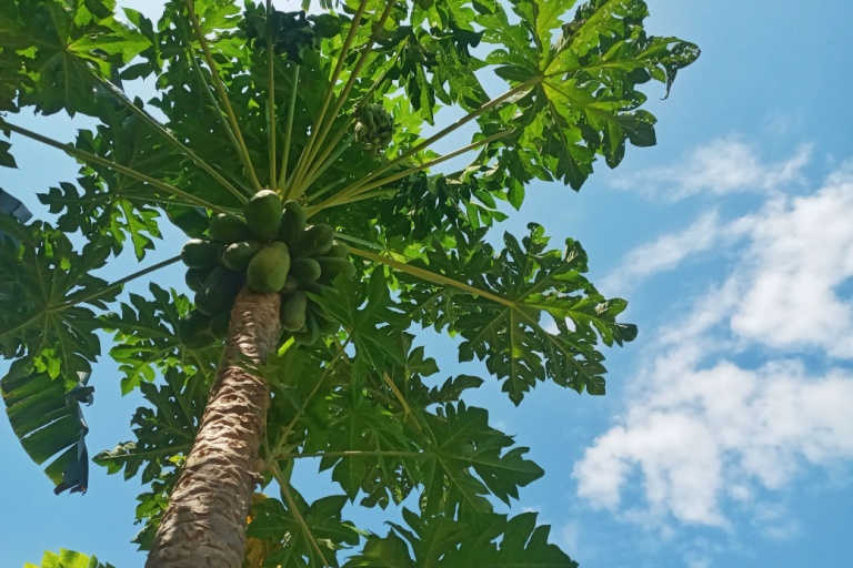 papaya-trunk