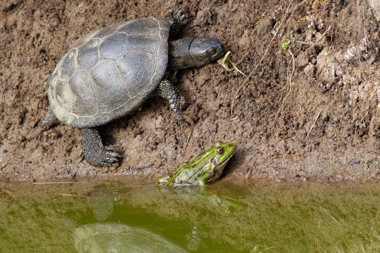 A turtle and frog sit together beside a pond.