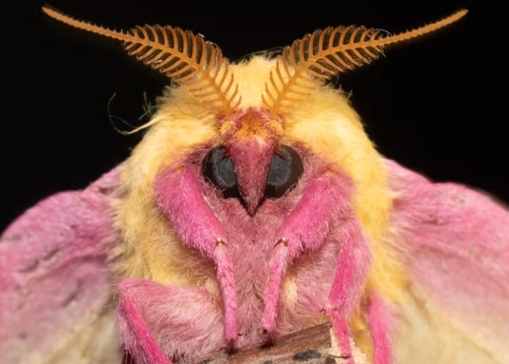 Rosy maple moths have fluffy antennae.