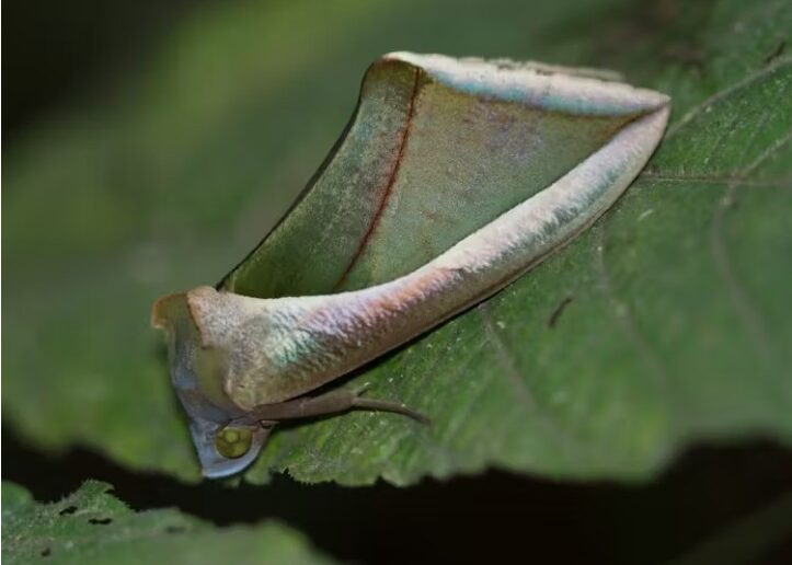 The green fruit-piercing moth (Eudocima salaminia) has excellent camouflage.