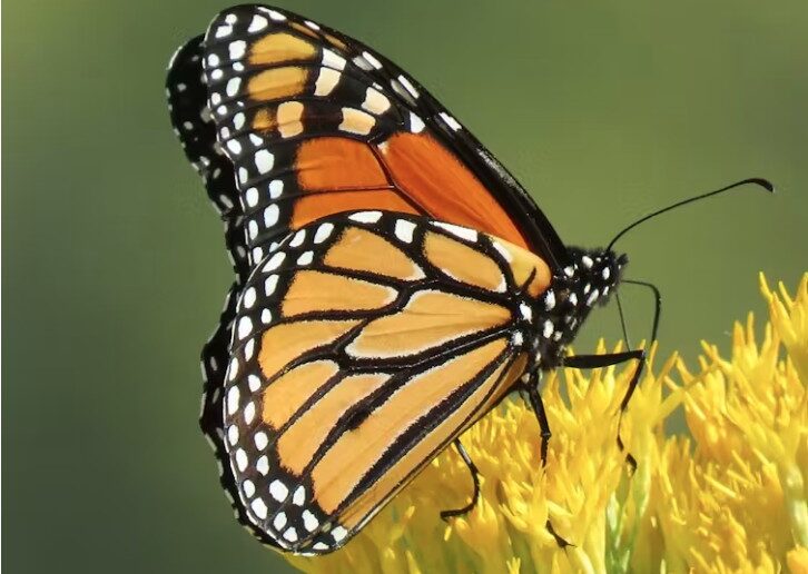 Monarch butterflies (Danaus plexippus) have orange and black coloring to warn off predators.