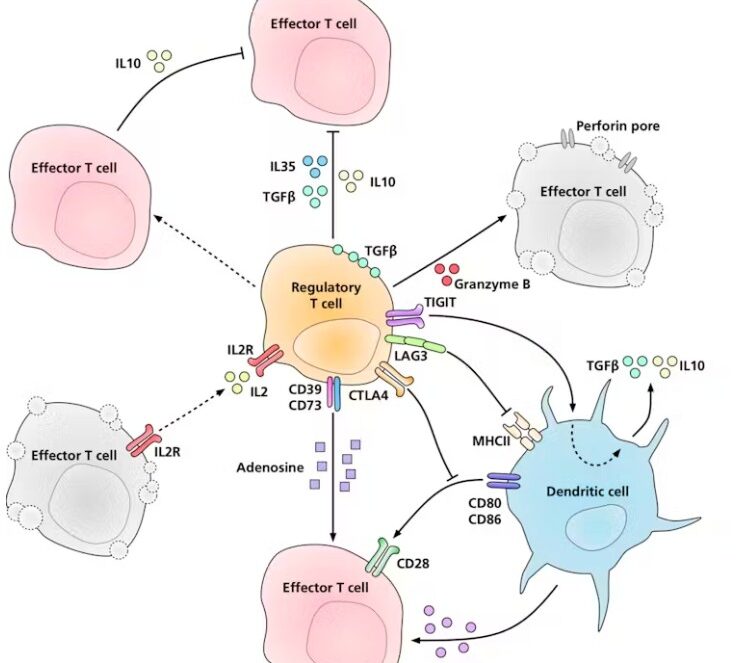 Regulatory T cells suppress immune system responses using a variety of molecular signals.