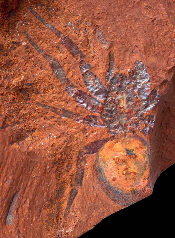 A large trapdoor spider preserved in McGraths Flat.