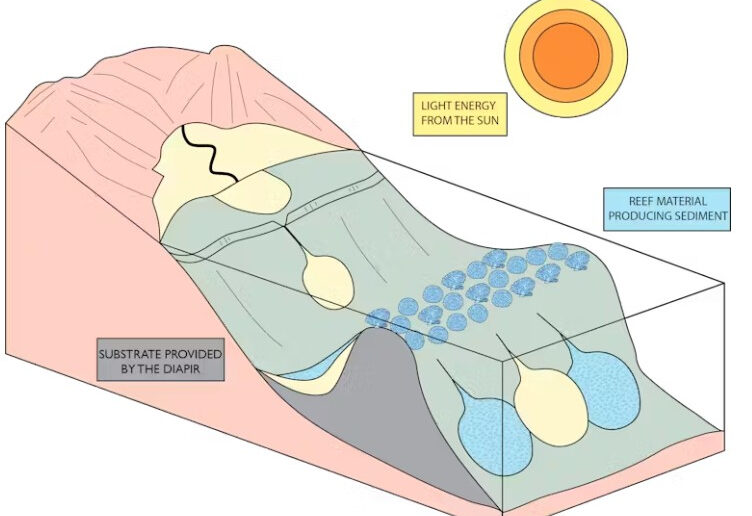 This diagram shows how a Precambrian stromatolite reef grew on the shallow seafloor above a salt diapir. The salt pushed upward, creating a habitat where microbial mats could thrive and build rocky mounds.