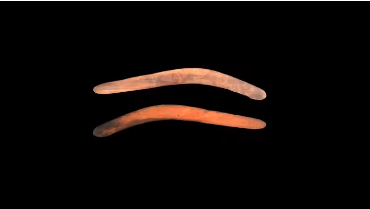 The wangim (boomerang) found at Yarra Junction.