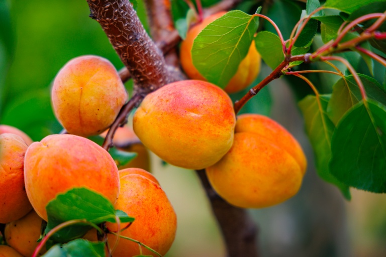 According to 'The Washington Post,' Vale claimed that consuming apricot kernels had helped shrink his tumor — a narrative he wove into his public persona and sales pitch.