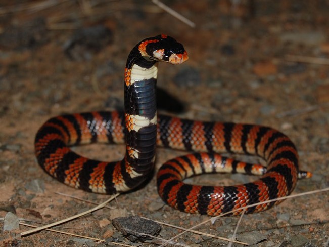 Elapid snakes, such as the Cape coral cobra (Aspidelaps lubricus), crept towards the fake prey before lunging and biting it repeatedly.