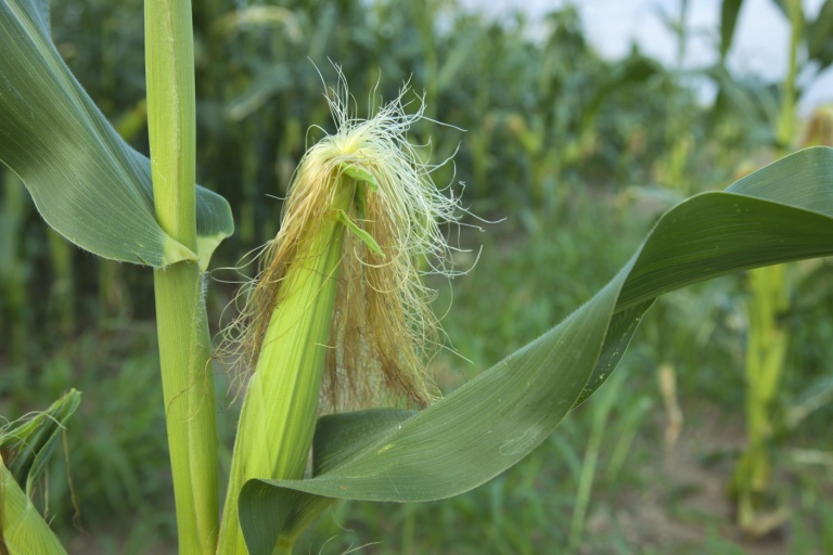 corn-silk