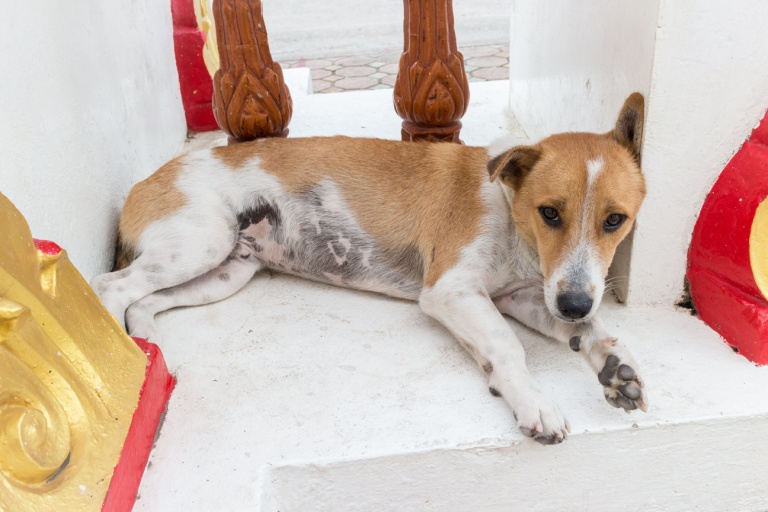 Exhausted from hunger, the beggar curled up beside the temple, wrapped in his only tattered blanket. Night deepened, and the cold grew more intense. The beggar wrapped his shivering body tightly in the threadbare blanket. Suddenly, a mangy dog covered in festering sores appeared from nowhere.